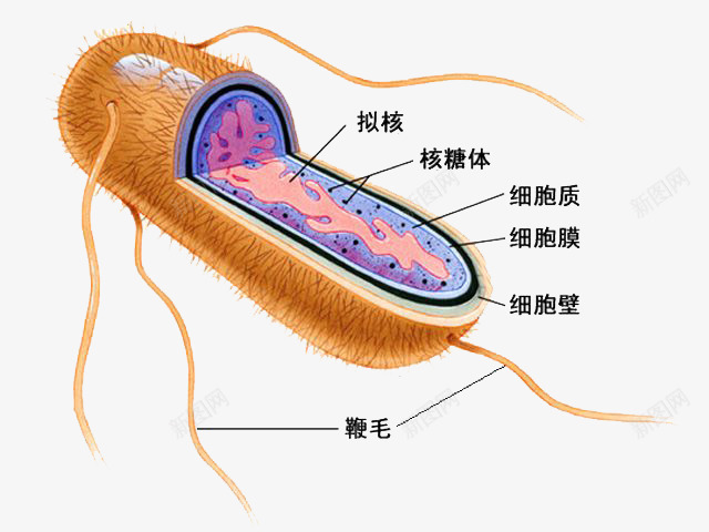 细菌切开图png免抠素材_88icon https://88icon.com 放大倍数细菌 显微镜细胞 硝化细菌 细菌图片 细菌试验 超级细菌