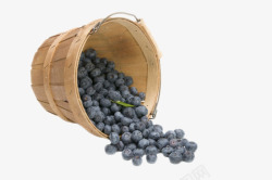 实物桶里倒出来的蓝莓素材