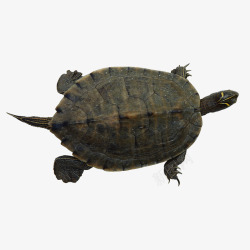 鳄鱼龟鳄鱼龟高清图片