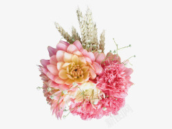 粉色温馨花朵植物康乃馨素材