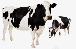 寻找东西大小奶牛高清图片
