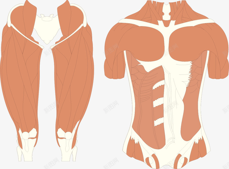 人肌肉png免抠素材_88icon https://88icon.com 人体结构 毛细血管 肉体 走向