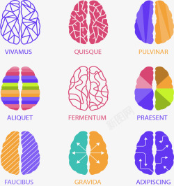 多种多样大脑结构图素材