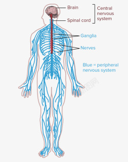 人体神经系统结构示意图素材