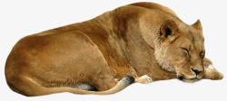 母狮睡觉的黄色母狮子高清图片