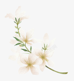 白色水粉花朵植物装饰图案素材