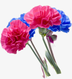 彩色温馨康乃馨花朵装饰素材