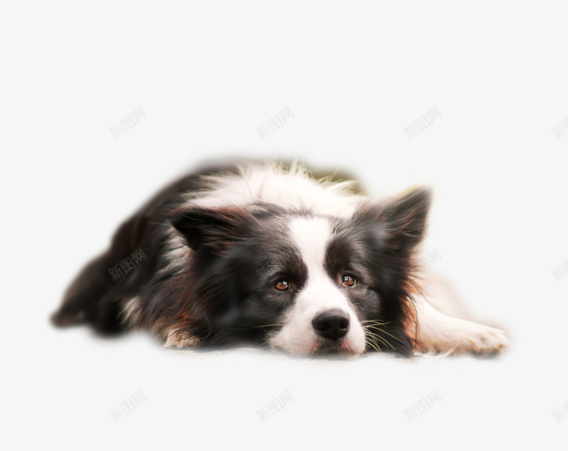 趴着的边牧png免抠素材_88icon https://88icon.com 动物 可爱动物 宠物 牧羊犬 萌宠 边境牧羊犬 边牧