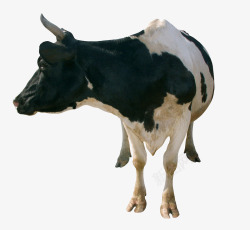 一只大大的奶牛回头看素材