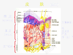 皮肤分析图素材