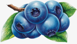 手绘蓝莓水果生鲜素材