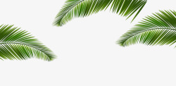 绿色椰树叶子边框纹理素材