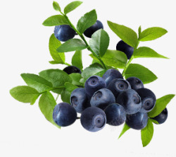 蓝莓水果绿色树叶树枝素材