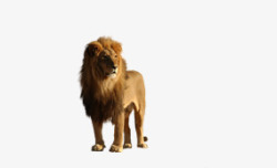 勇勐动物之王狮子高清图片