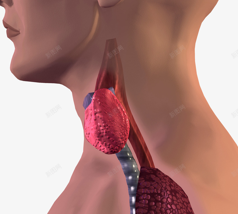 甲状腺激素分泌png免抠素材_88icon https://88icon.com 人体结构 喉咙 激素分泌 甲状腺