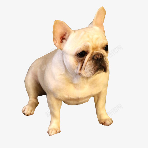 坚定的宠物犬png免抠素材_88icon https://88icon.com 中等体型 动物 姿势 毛顺 法斗