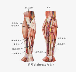 解剖细胞臂部分解图高清图片