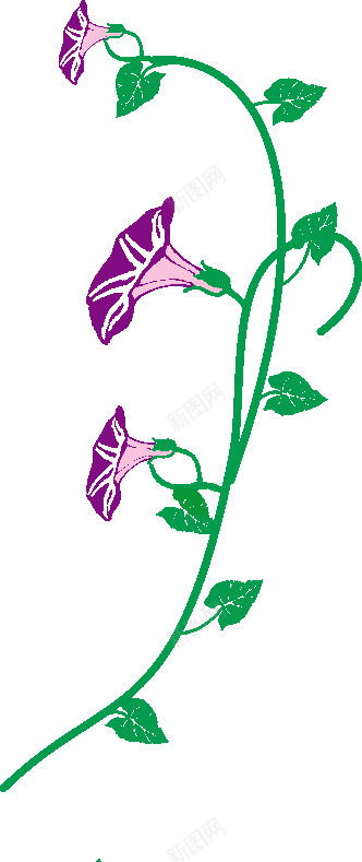 紫色牵牛花png免抠素材_88icon https://88icon.com 其他 植物 牵牛花 紫色 装饰