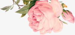 粉色温馨甜美花朵植物素材