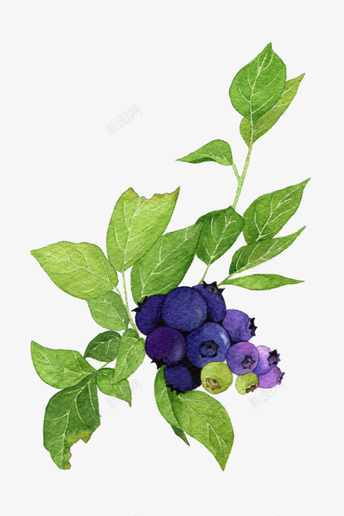 蓝莓和绿叶psd免抠素材_88icon https://88icon.com 叶子 植物 水果 绿色 蓝莓