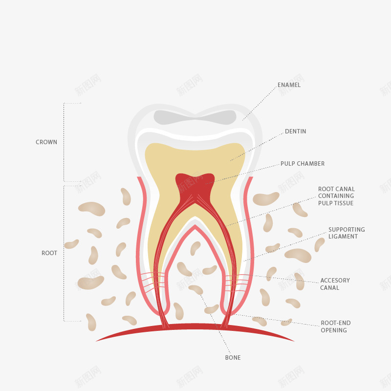 牙齿解剖图png免抠素材_88icon https://88icon.com 爱牙 牙齿结构 解剖牙齿