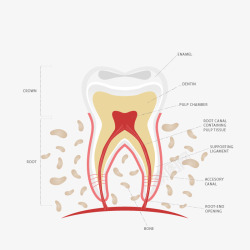牙齿解剖图素材