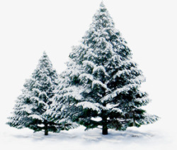 创意摄影绿色雪天松树素材