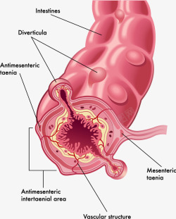 人体大肠结构分析图素材