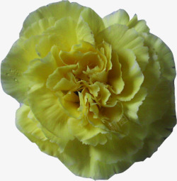 黄色温馨康乃馨花朵素材