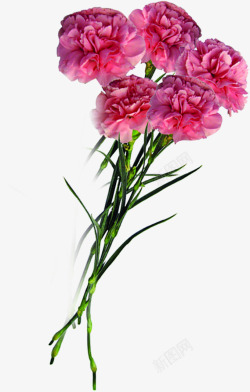 粉色花朵温馨康乃馨花束素材