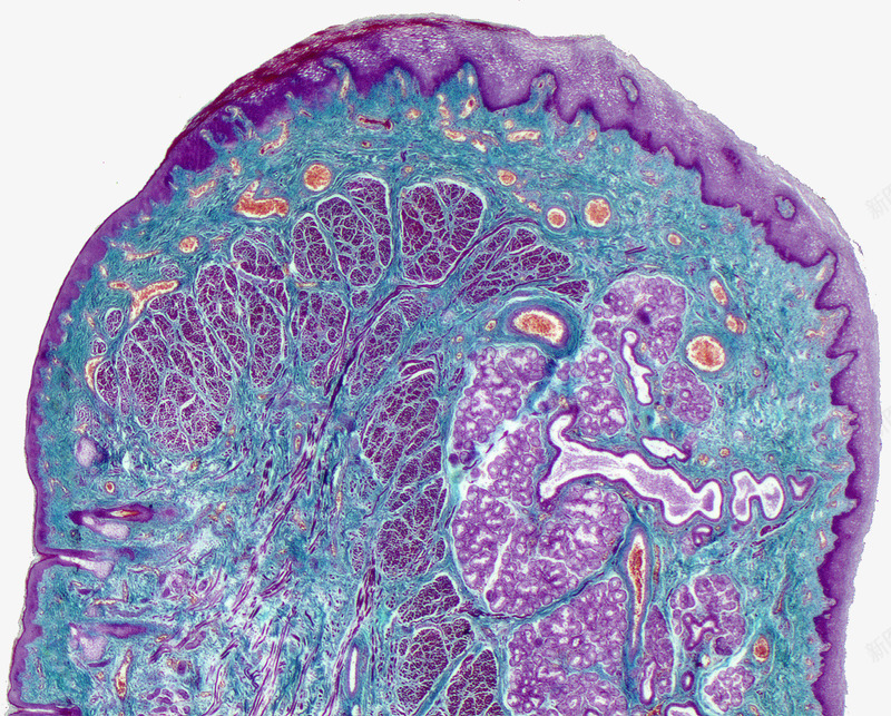 显微镜下的皮肤细胞png免抠素材_88icon https://88icon.com 显微镜 汗腺细胞 皮层 皮肤结构