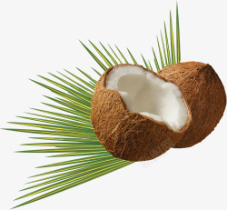 椰树上的椰子素材