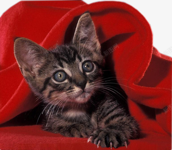 被窝里的猫png免抠素材_88icon https://88icon.com 动物 条纹猫 猫咪 红色被子 被子 被窝 黑色猫