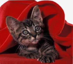 红色猫被窝里的猫高清图片