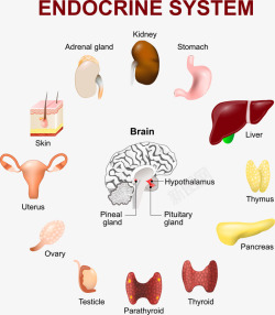 大脑结构矢量图素材