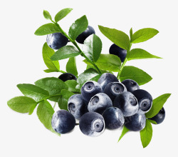 绿叶美味营养蓝莓素材