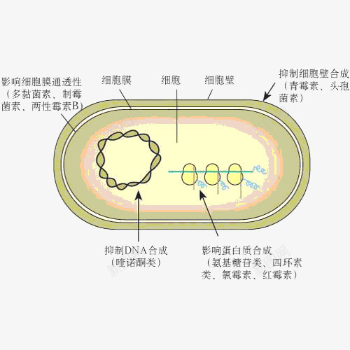 细菌分解png免抠素材_88icon https://88icon.com 放大倍数细菌 显微镜下的细菌 显微镜细胞 硝化细菌 细菌图片 细菌试验 超级细菌