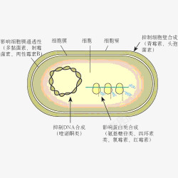 硝化细菌细菌分解高清图片