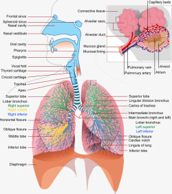 肺部结构素材