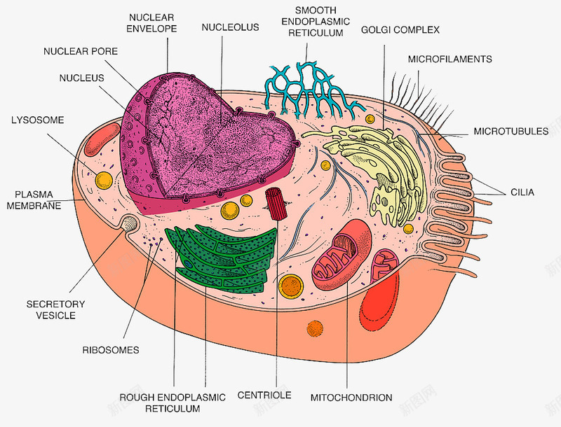 彩色细胞核结构png免抠素材_88icon https://88icon.com 3D细胞模型 动物细胞 核糖核酸 植物细胞 模型结构 横断面 细胞核 细胞膜 细胞质