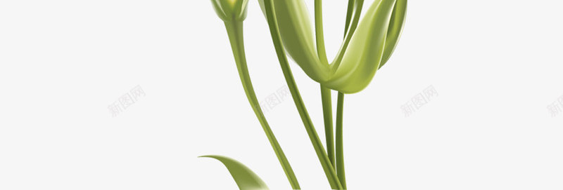 母亲节温馨纯洁花朵植物png免抠素材_88icon https://88icon.com 植物 母亲节 温馨 纯洁 花朵