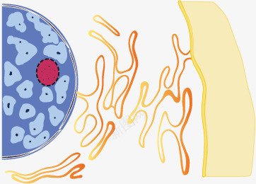 核膜内质细胞膜之间的关系png免抠素材_88icon https://88icon.com 关系图 内质网 核膜 示意图 细胞结构 细胞膜