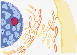 内质网核膜内质细胞膜之间的关系高清图片