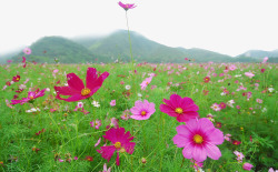 花海群山环绕素材