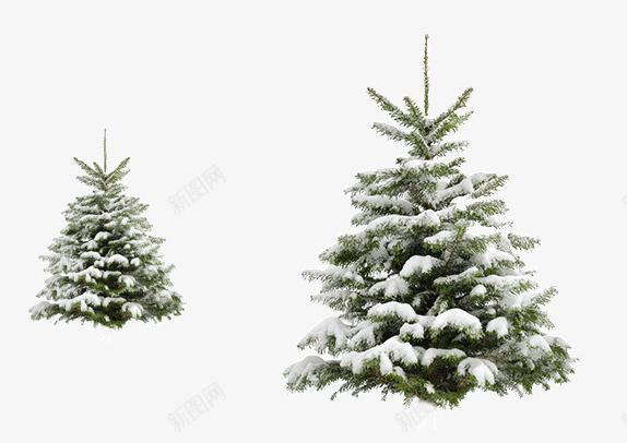 有雪的松树png免抠素材_88icon https://88icon.com 两棵 圣诞节 松树 雪