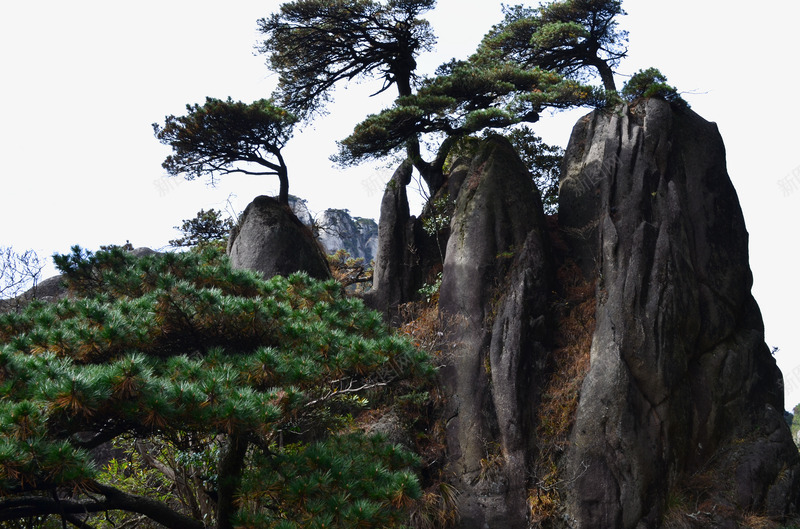 苍劲的庐山松树png免抠素材_88icon https://88icon.com 庐山 怪石 景区