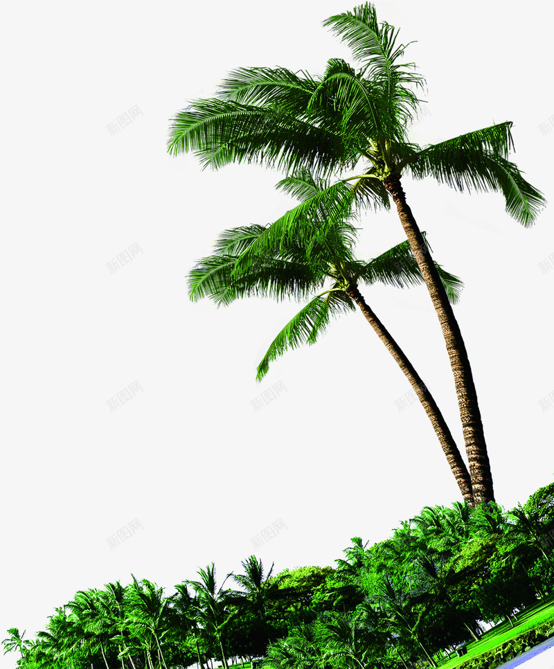 繁茂绿色椰树实景png免抠素材_88icon https://88icon.com 实景 椰树 繁茂 绿色