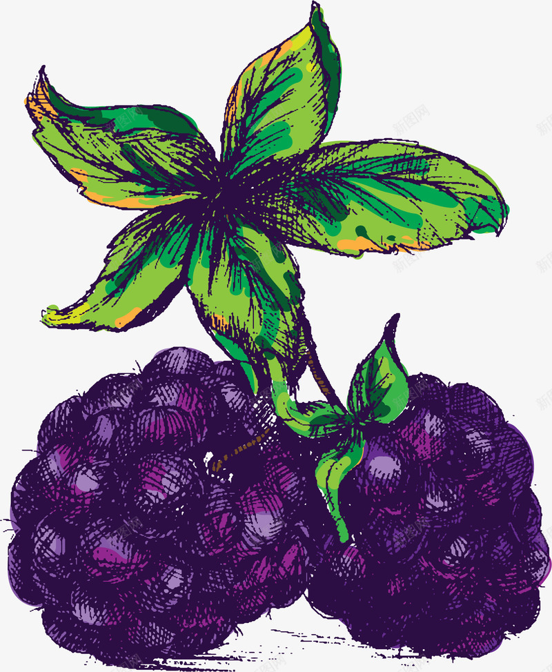 紫色蓝莓果png免抠素材_88icon https://88icon.com 手绘风 桑葚 矢量素材 蓝莓 蓝莓果