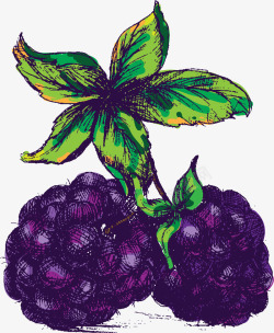 紫色蓝莓果素材