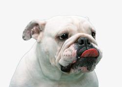 白色的吐舌头的狗素材